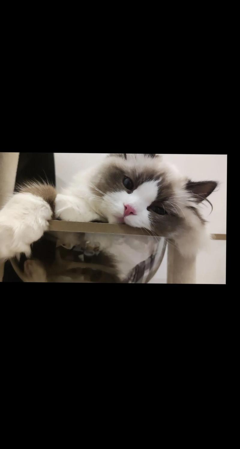 小猫逃出汽车游戏下载_小猫逃出汽车官网下载_手机安卓苹果app