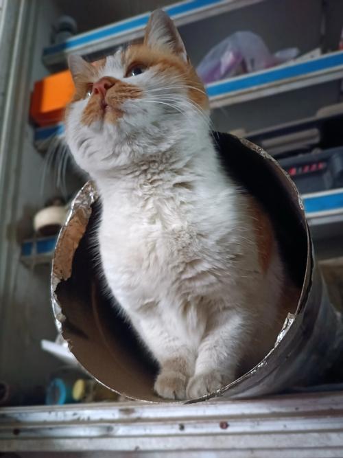 小猫逃出发臭厨房游戏下载_小猫逃出发臭厨房官网下载_手机安卓苹果app