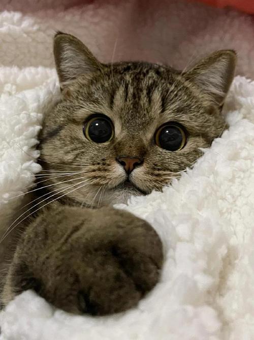 小猫逃出别墅手游下载_小猫逃出别墅官网下载_手机安卓苹果app