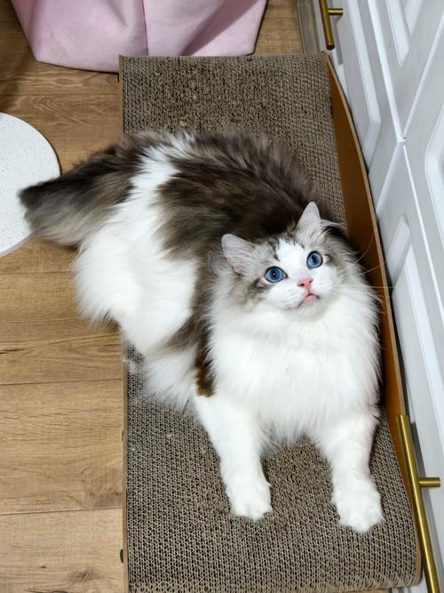 小猫环游亚洲选关版手游下载_小猫环游亚洲选关版官网下载_手机安卓苹果app