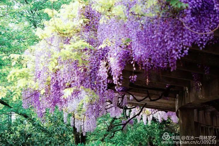 银紫色游戏全攻略_银紫色最新技巧与通关秘籍