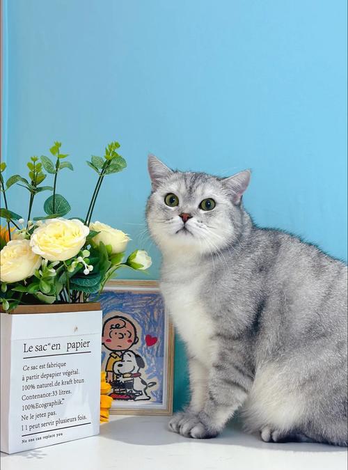 小猫逃出发臭厨房游戏下载_小猫逃出发臭厨房官网下载_手机安卓苹果app