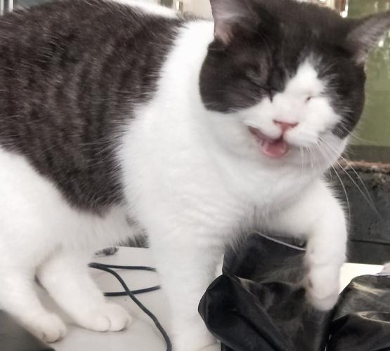 小猫相连到天边游戏下载_小猫相连到天边官网下载_手机安卓苹果app