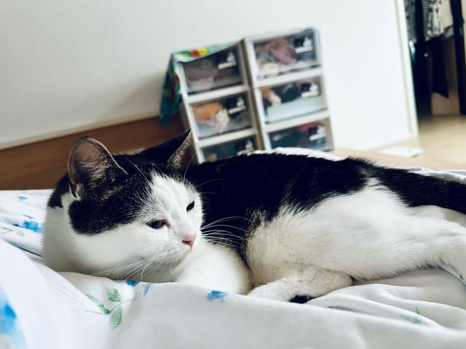 小猫相连到天边游戏下载_小猫相连到天边官网下载_手机安卓苹果app