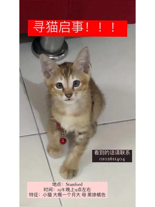 小猫环游非洲选关版手游下载_小猫环游非洲选关版官网下载_手机安卓苹果app