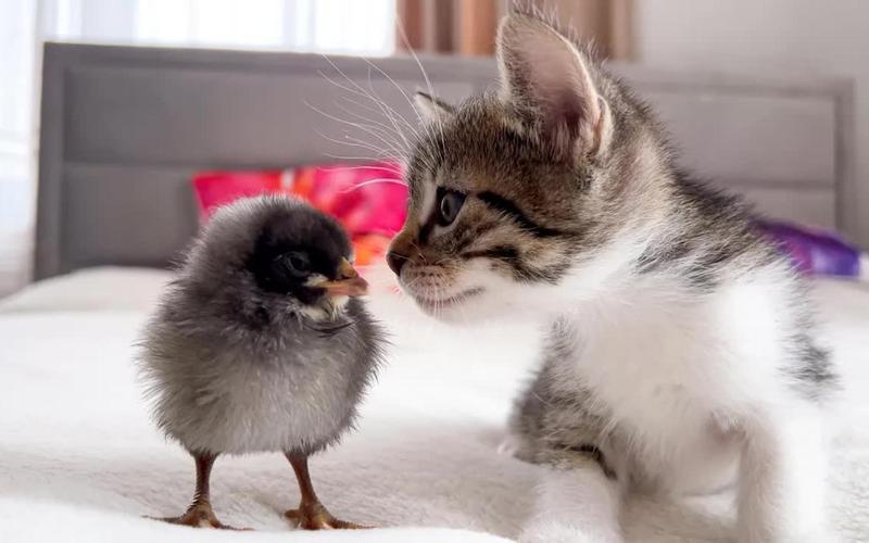 小猫环游亚洲游戏下载_小猫环游亚洲官网下载_手机安卓苹果app