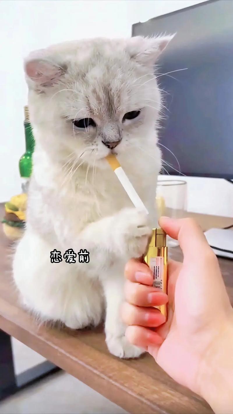 小猫爱抽烟游戏下载_小猫爱抽烟官网下载_安卓苹果app