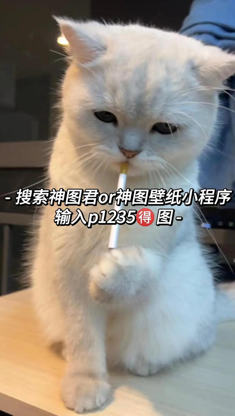 小猫爱抽烟游戏下载_小猫爱抽烟官网下载_安卓苹果app