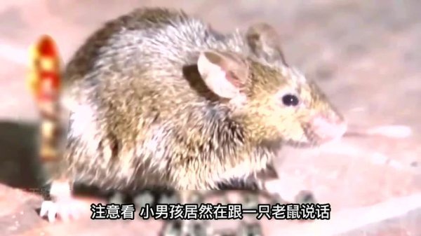 金钱鼠最全游戏攻略解说_金钱鼠最新游戏技巧通关