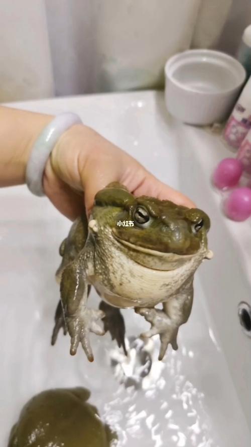 金蟾蛙最全游戏攻略解说_金蟾蛙最新游戏技巧通关