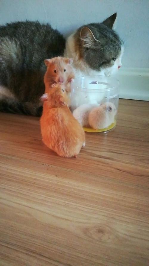 金毛鼠最全游戏攻略解说_金毛鼠最新游戏技巧通关