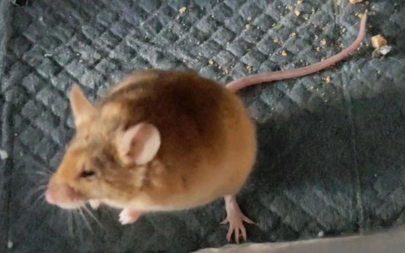 金毛鼠最全游戏攻略解说_金毛鼠最新游戏技巧通关