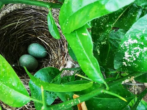 寻找鸟蛋大冒险手游下载_寻找鸟蛋大冒险官网下载_手机安卓苹果app