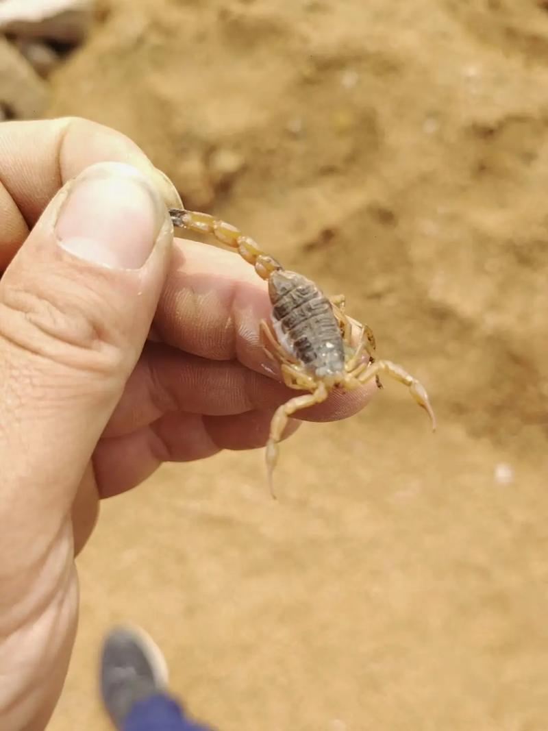 寻找隐藏的蝎子游戏下载_寻找隐藏的蝎子官网下载_手机安卓苹果app