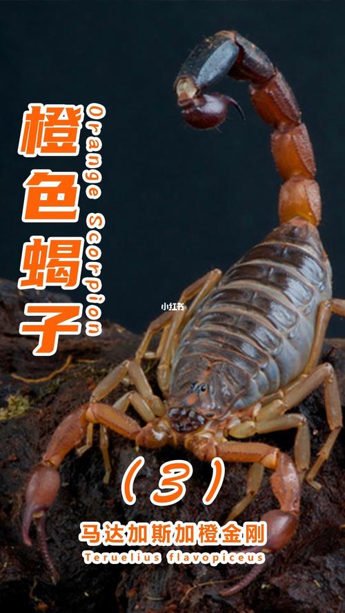 寻找隐藏的蝎子游戏下载_寻找隐藏的蝎子官网下载_手机安卓苹果app