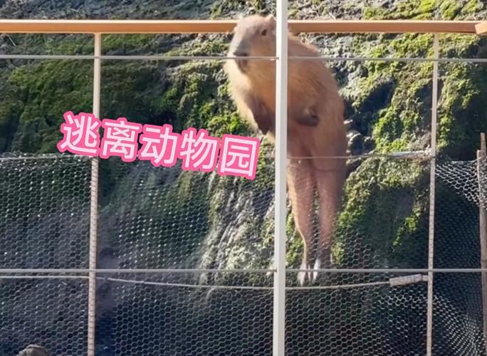 逃出动物园最全游戏攻略解说_逃出动物园最新游戏技巧通关