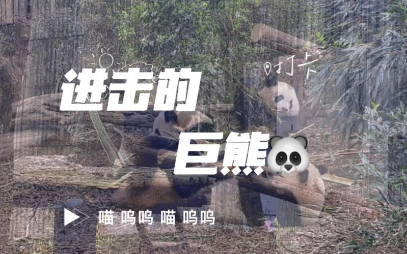 进击的熊猫最全游戏攻略解说_进击的熊猫最新游戏技巧通关