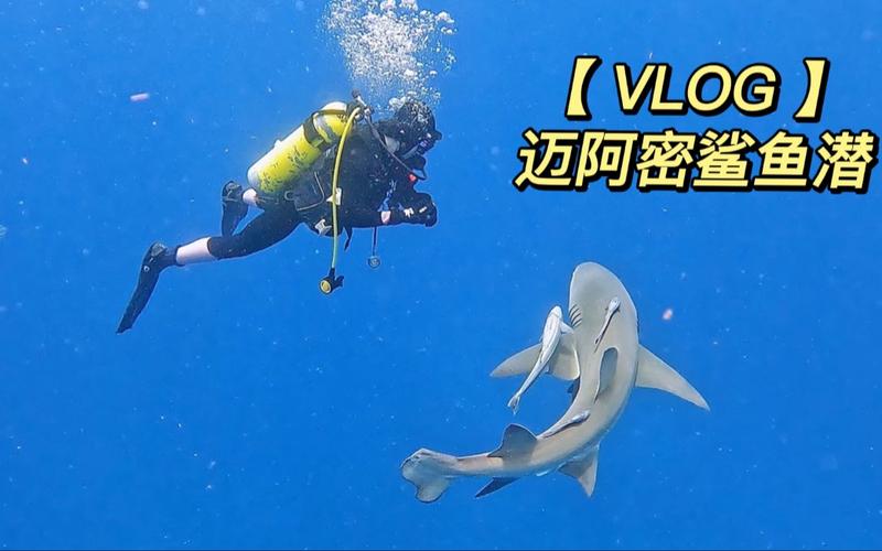 迈阿密鲨鱼游戏攻略大全_迈阿密鲨鱼最新玩法技巧