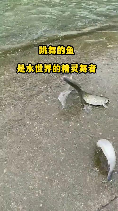 跳舞的鱼最全游戏攻略解说_跳舞的鱼最新游戏技巧通关