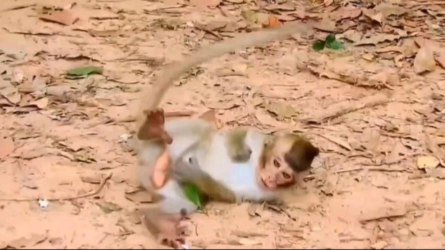 跳猴最全游戏攻略解说_跳猴最新游戏技巧通关