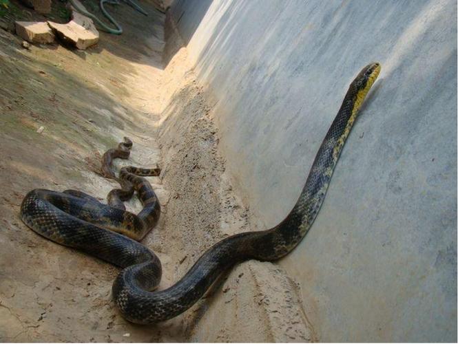 赤炼蛇最全游戏攻略解说_赤炼蛇最新游戏技巧通关