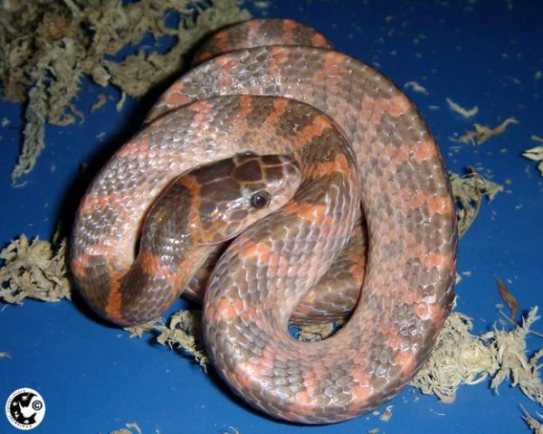 赤炼蛇最全游戏攻略解说_赤炼蛇最新游戏技巧通关