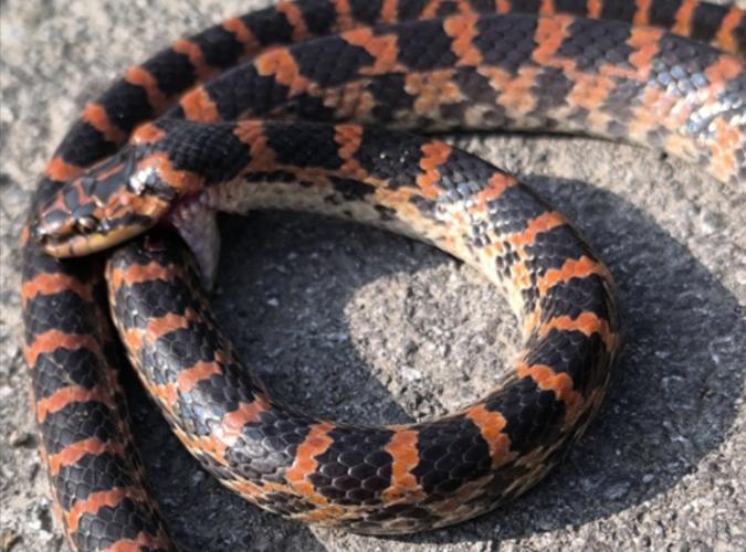 赤炼蛇最全游戏攻略解说_赤炼蛇最新游戏技巧通关