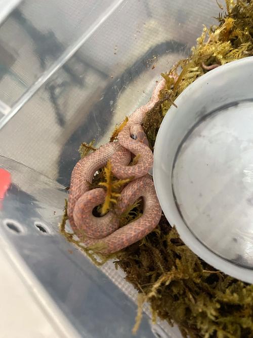 赤炼蛇最全游戏攻略解说_赤炼蛇最新游戏技巧通关