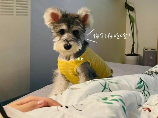 贪吃狗最全游戏攻略解说_贪吃狗最新游戏技巧通关