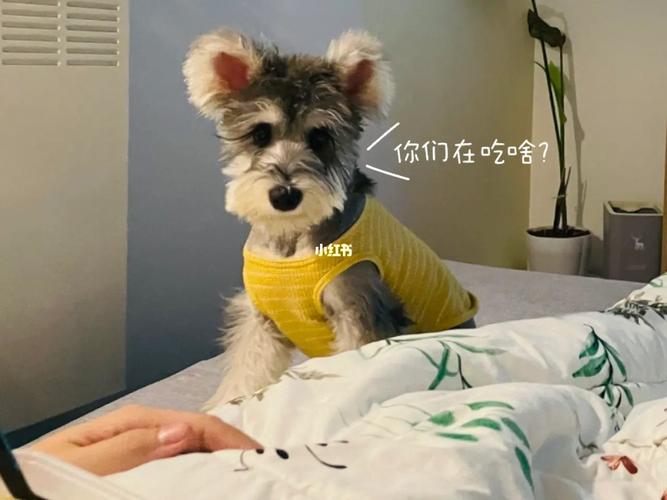 贪吃狗最全游戏攻略解说_贪吃狗最新游戏技巧通关