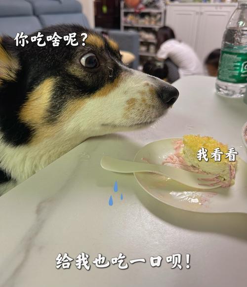 贪吃狗最全游戏攻略解说_贪吃狗最新游戏技巧通关