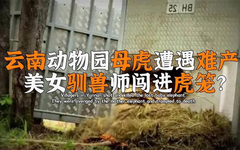 训母最全游戏攻略解说_训母最新游戏技巧通关