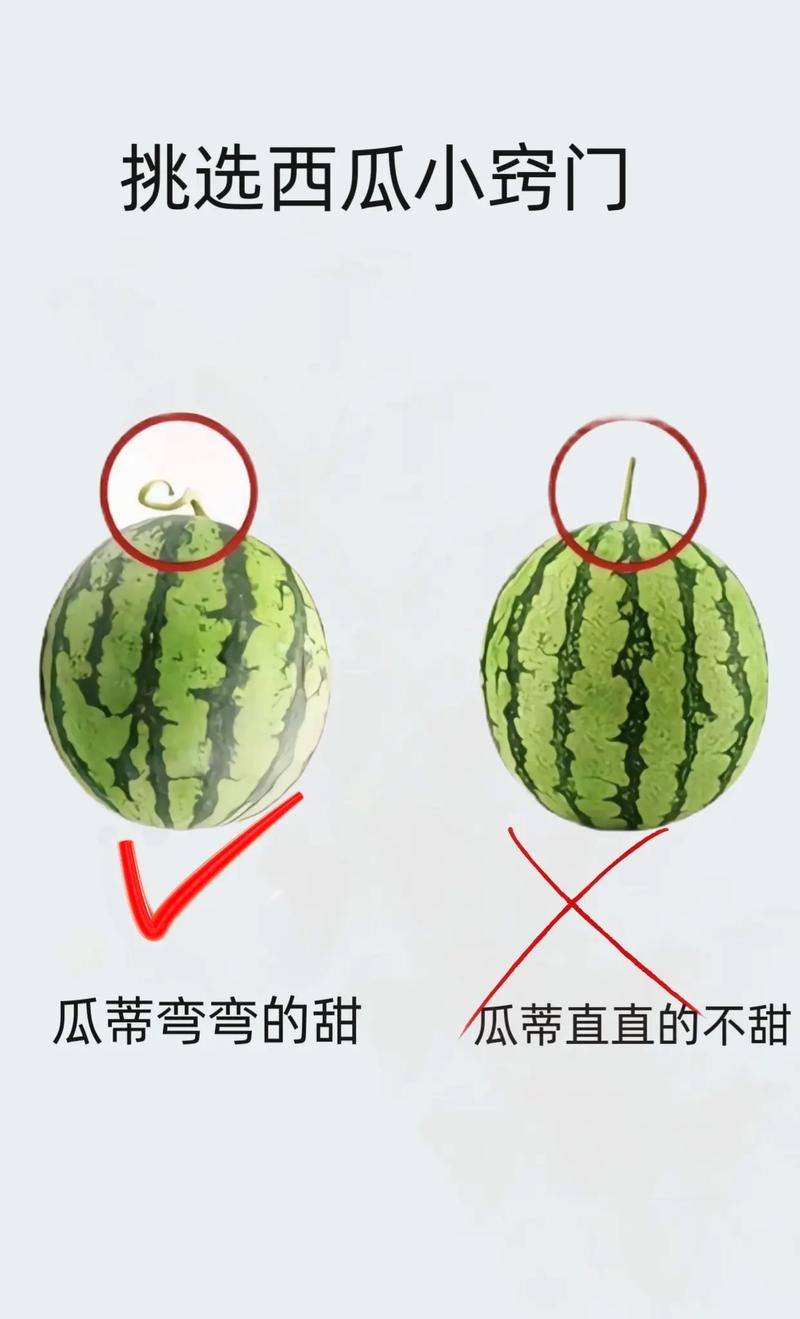 西瓜最全游戏攻略解说_西瓜最新游戏技巧通关