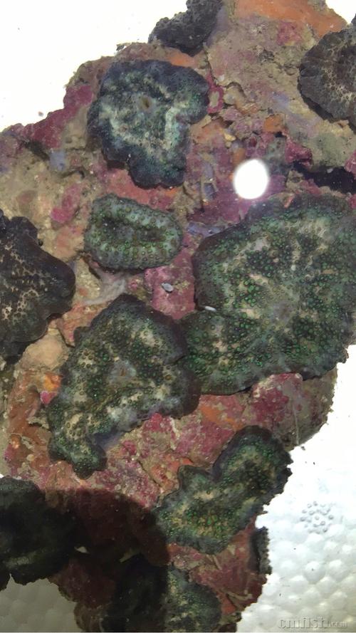 血菇游戏最全攻略解说_血菇游戏最新技巧通关