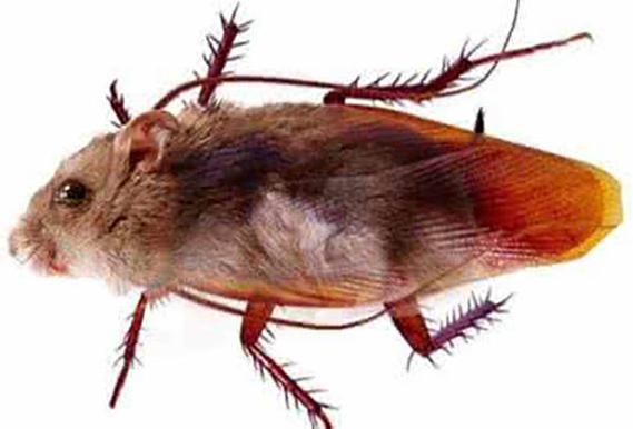 蟑螂鼠最全游戏攻略解说_蟑螂鼠最新游戏技巧通关