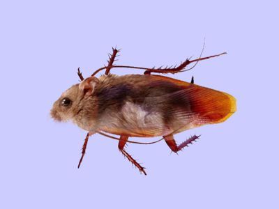 蟑螂鼠最全游戏攻略解说_蟑螂鼠最新游戏技巧通关