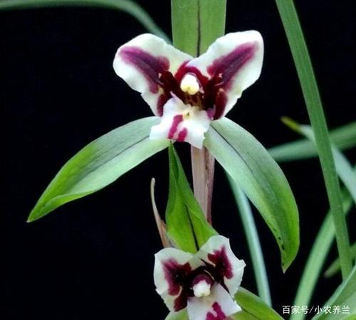 蝶兰花最全游戏攻略解说_蝶兰花最新游戏技巧通关