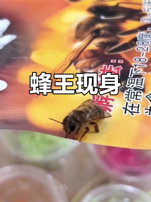 蜜蜂宝宝最全游戏攻略解说_蜜蜂宝宝最新游戏技巧通关