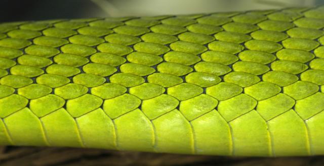 蛇鳞游戏最全攻略解说_蛇鳞游戏最新技巧通关