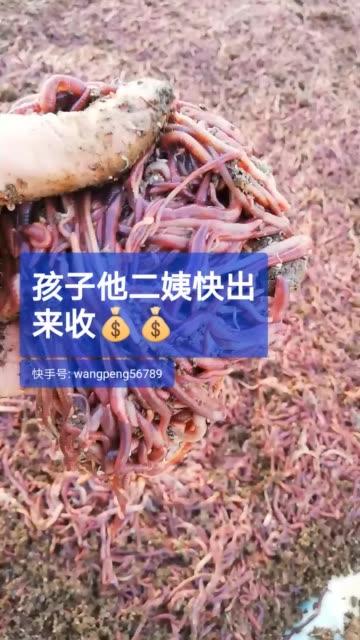 蚯蚓王最全游戏攻略解说_蚯蚓王最新游戏技巧通关