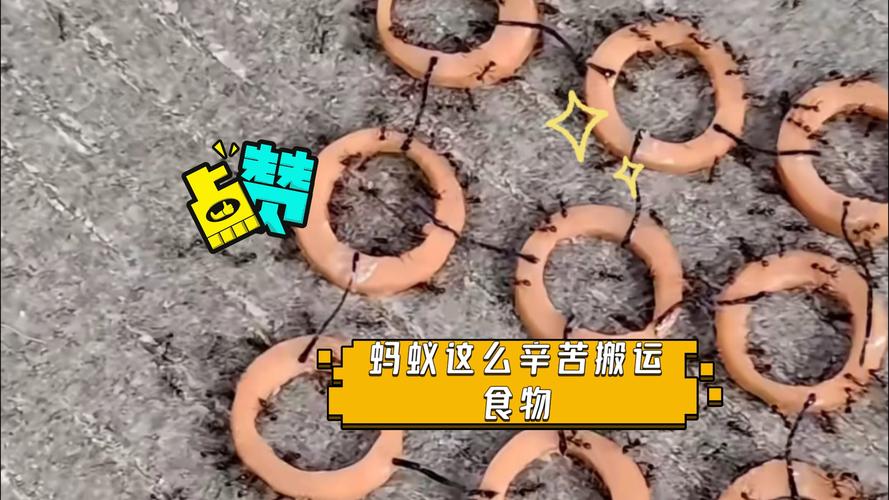 蚂蚁搬运最全游戏攻略解说_蚂蚁搬运最新游戏技巧通关