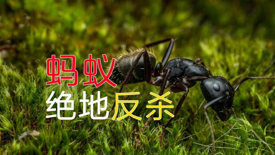 蚂蚁大战最全游戏攻略解说_蚂蚁大战最新游戏技巧通关