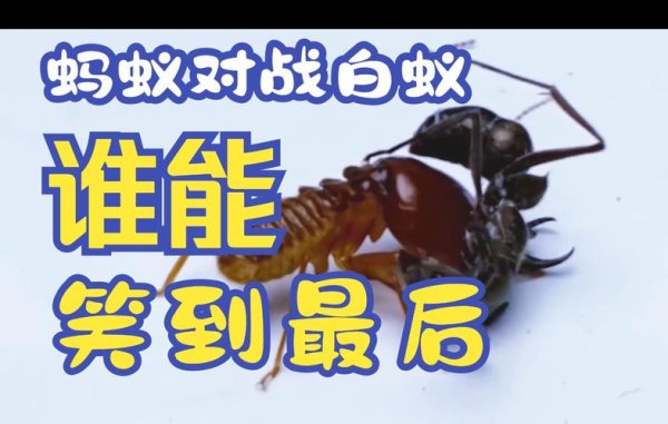 蚂蚁大战最全游戏攻略解说_蚂蚁大战最新游戏技巧通关