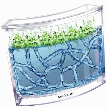 蚂蚁农场全方面攻略解说_蚂蚁农场最新高产技巧分享