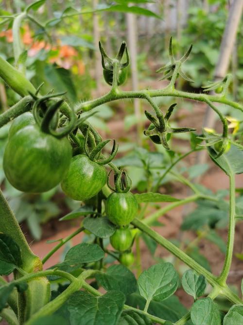 蔬菜果园全流程攻略_蔬菜果园高效通关技巧