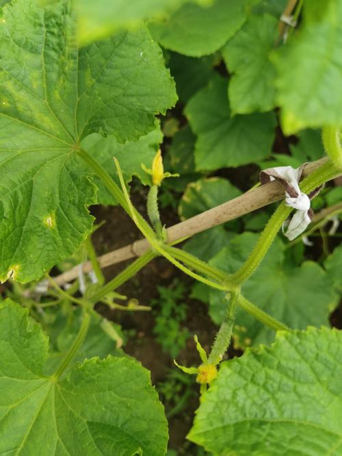 蔬菜果园全流程攻略_蔬菜果园高效通关技巧