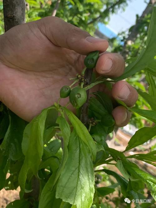 蔬菜果园全流程攻略_蔬菜果园高效通关技巧