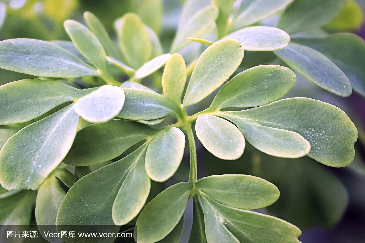 薤叶芸香最全游戏攻略解说_薤叶芸香最新游戏技巧通关