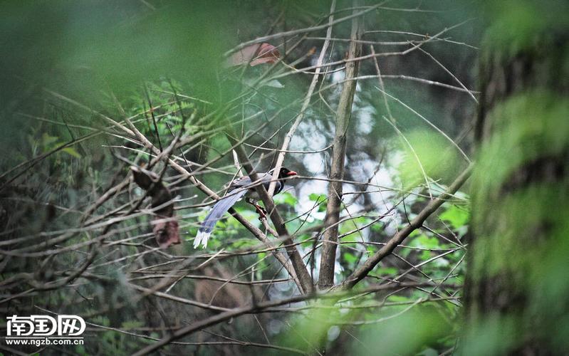 蓝雀最全游戏攻略解说_蓝雀最新游戏技巧通关