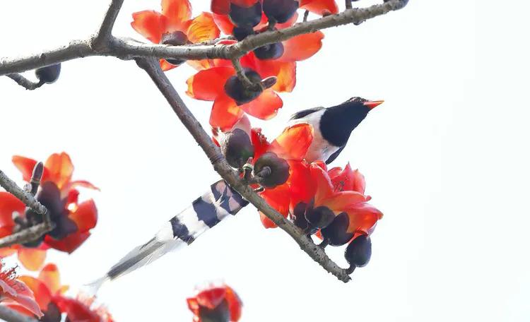 蓝雀最全游戏攻略解说_蓝雀最新游戏技巧通关